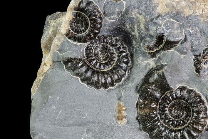 Ammonite (Promicroceras) Cluster - Somerset, England #86227
